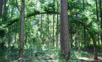 A self-guiding trail leads through a mixed hardwood-pine forest.