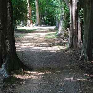 Old Trace Path at Mount Locust
