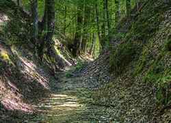 The Sunken Trace on the Natchez Trace Parkway covered in shade.