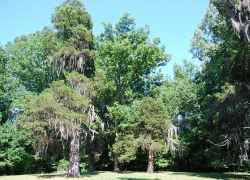 These Eastern Redcedar trees have been standing over the front lawn of the Shaifer House for almost 200 years.