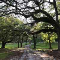 Canemount's driveway from historic Rodney Road.