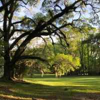 Canemount's park-like grounds with old majestic trees covered in Spanish Moss.