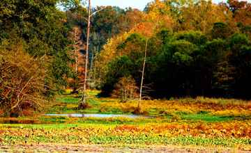Fall foliage at River Bend.