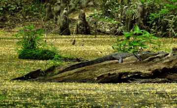 Gator sunning on a log.