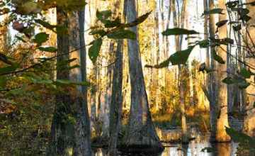 Take a self-guiding trail through this water tupelo and bald-cypress swamp.
