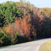 Fall foliage on the parkway near milepost 260.