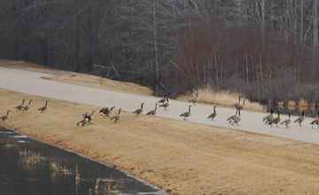 A flock of Canada Geese crossing the picnic area access road.