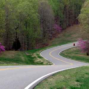 Redbuds starting to bloom on the Natchez Trace near milepost 430.