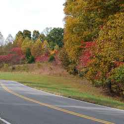 Sumac trees turned red near milepost 435. 
