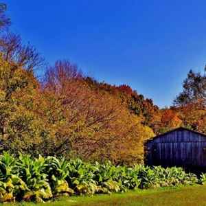 Columbia - Centerville area: Tobacco ready to harvest at the Tobacco Farm.