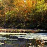 Fall foliage at Rock Spring's beaver pond.