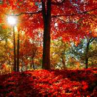 Fall Foliage at Jeff Busby