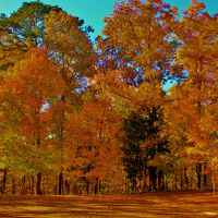 Fall Foliage at Jeff Busby