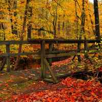 Fall Foliage at Myrick Creek.