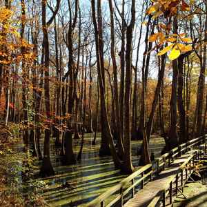 Canton - Ridgeland - Jackson area: Fall foliage view of the wooden footbridge at Cypress Swamp.