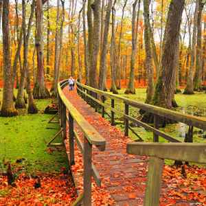 Canton - Ridgeland - Jackson area: Vibrant fall colors at Cypress Swamp.