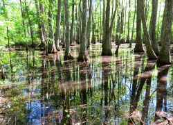 Mississippi - Cypress Swamp