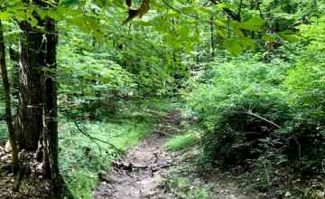 Line Creek