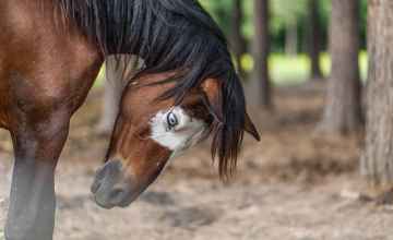 Vision Quest, Native horse representative 