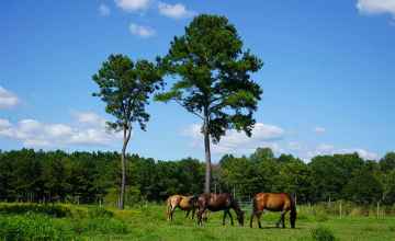 Ojibwe Native horses, Wildlife Preserve