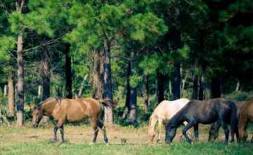 Native Horse herd, Wildlife Preserve