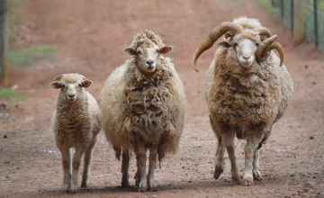 Diné 4-horned sheep held sacred by the Diné (Navajo) People of the Southwest.