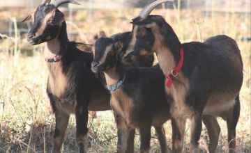 San Clemente Island Goats, extremely rare, 3 of only 700 reported left.