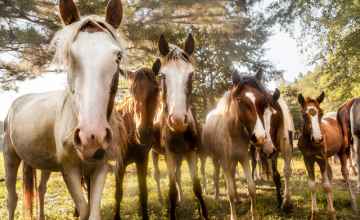 Sacred Way Sanctuary - Indigenouse Horses of the Americas