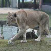 Una - Lion Mascot - University of North Alabama