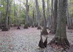 Cypress Swamp - Natchez Trace Parkway