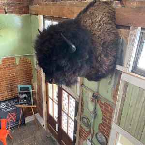 Buffalo Bill keeping guard at Lost Gringos Coffeehouse.