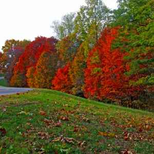Tennessee - Parkway near milepost 440 - Natchez Trace Fall Foliage - October 30 - Photographer: Kenneth Bargers