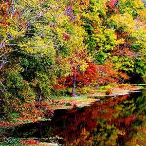 Mississippi - River Bend - Natchez Trace Fall Foliage - November 1 - Photographer: Joyce Arceneaux Richard