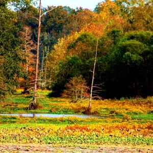 Mississippi - River Bend - Natchez Trace Fall Foliage - November 1 - Photographer: Joyce Arceneaux Richard
