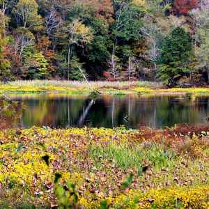 Mississippi - River Bend - Natchez Trace Fall Foliage - November 1 - Photographer: Joyce Arceneaux Richard