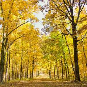 Tennessee - Old Trace Drive - Natchez Trace Fall Foliage - November 1 - Photographer: Kevin Long