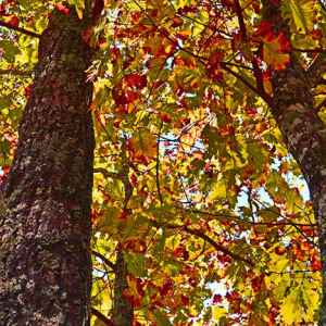 Tennessee - Old Trace Drive - Natchez Trace Fall Foliage - November 1 - Photographer: Peggy Anderson