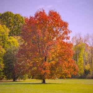 Tennessee - Parkway near Milepost 354