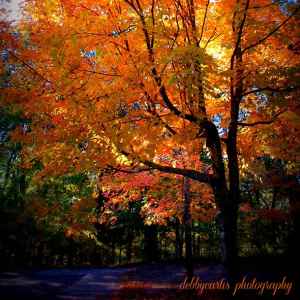 Mississippi - Jeff Busby - Natchez Trace Fall Foliage - November 2 - Photographer: Debby Curtis