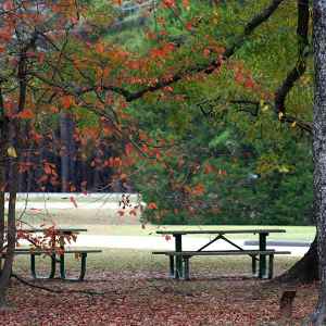 Mississippi - Picnic Area at the Parkway Visitor Center - Natchez Trace Fall Foliage - November 4 - Photographer: Amy Tinsley