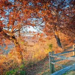 Tennessee - Baker Bluff Overlook - Natchez Trace Fall Foliage - November 10 - Photographer: Bryan Burton