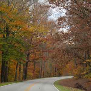 Tennessee - Parkway at Milepost 371 - Natchez Trace Fall Foliage - November 10 - Photographer: Judy Gifford