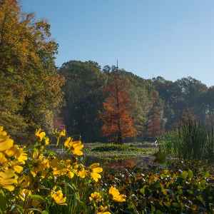 Mississippi - River Bend - Natchez Trace Fall Foliage - November 10 - Photographer: Judy Rushing