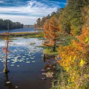 Mississippi - Pearl River at River Bend - Natchez Trace Fall Foliage - November 11 - Photographer: Lane Rushing