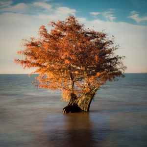 Mississippi - Ross Barnett Reservoir - Natchez Trace Fall Foliage - November 11 - Photographer: Lane Rushing