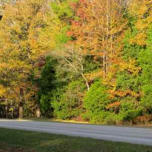Mississippi - Parkway at the Hernando de Soto site - Natchez Trace Fall Foliage - November 12 - Photographer: Eileen Russel