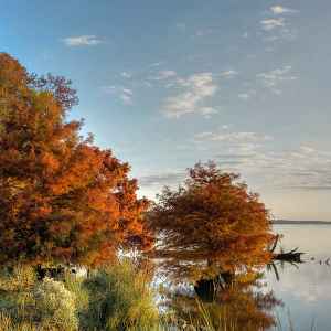 Mississippi - Ross Barnett Reservoir - Natchez Trace Fall Foliage - November 18 - Photographer: Judy Rushing