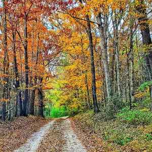 Old Trace Drive