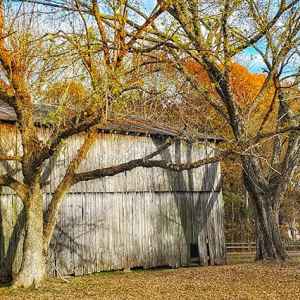 Tobacco Farm