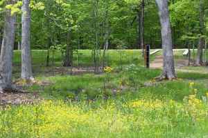 Spring wildflowers at the Meriwether Lewis site - milepost 385.9